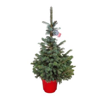 Smrk pichlavý Super Blue Seedling výška 100/125cm, květináč 15 litrů