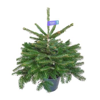 Jedle kavkazská výška 60/80cm