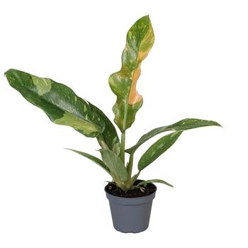 Filodendron Ring of Fire květináč 12cm