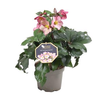 Čemeřice Early Rose květináč 17cm