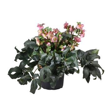 Čemeřice Early Rose květináč 30cm