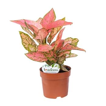 Aglaonema Pink květináč 12cm