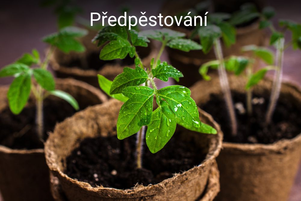 Předpěstování