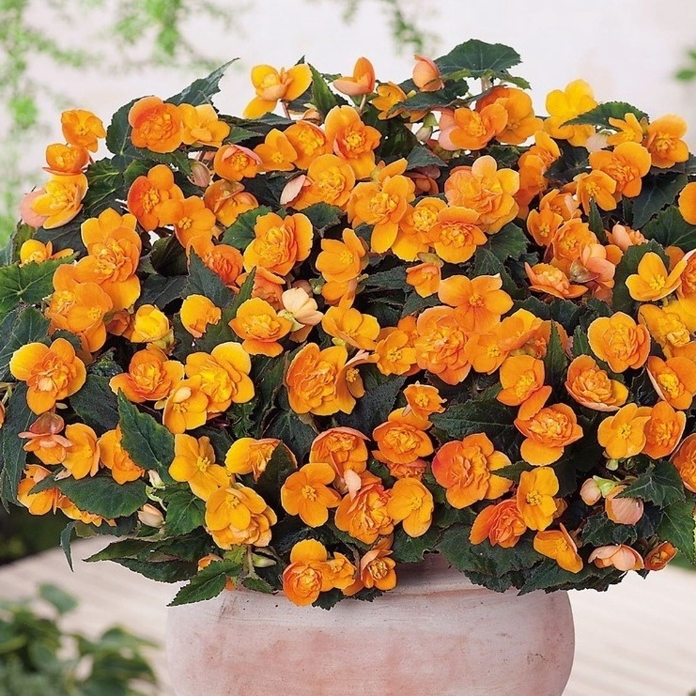 Begonie Beluga Orange 4ks 11cm