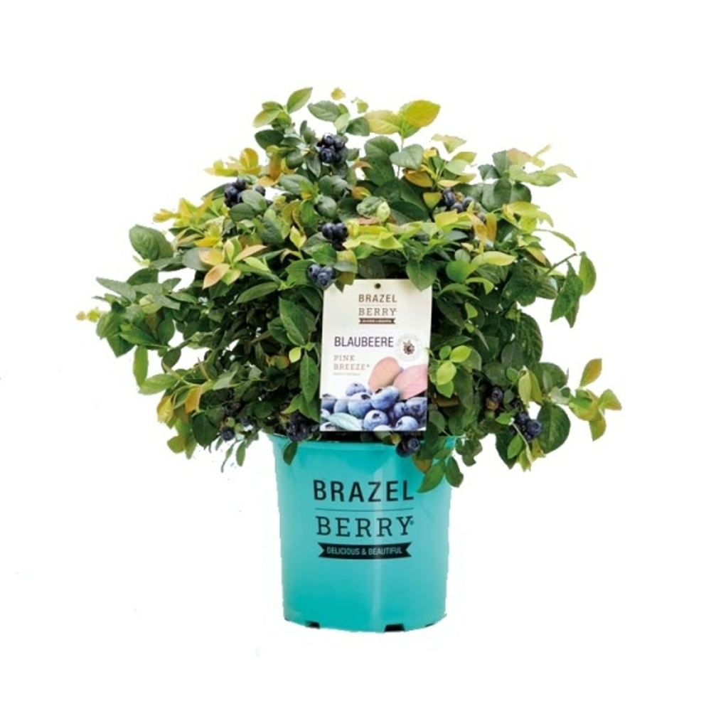 Borůvka chocholičnatá BrazelBerry Pink Breeze 