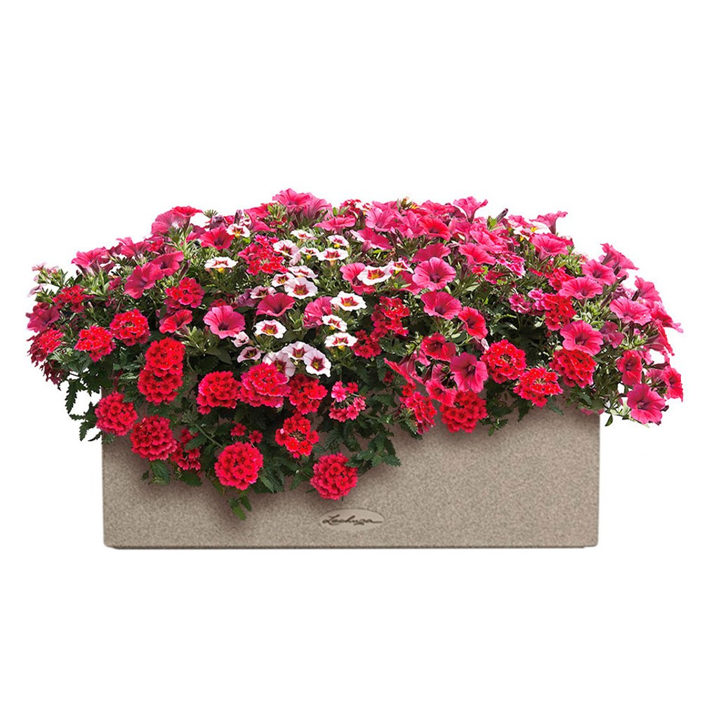 Fruit Punch Lechuza Stone písková 50cm