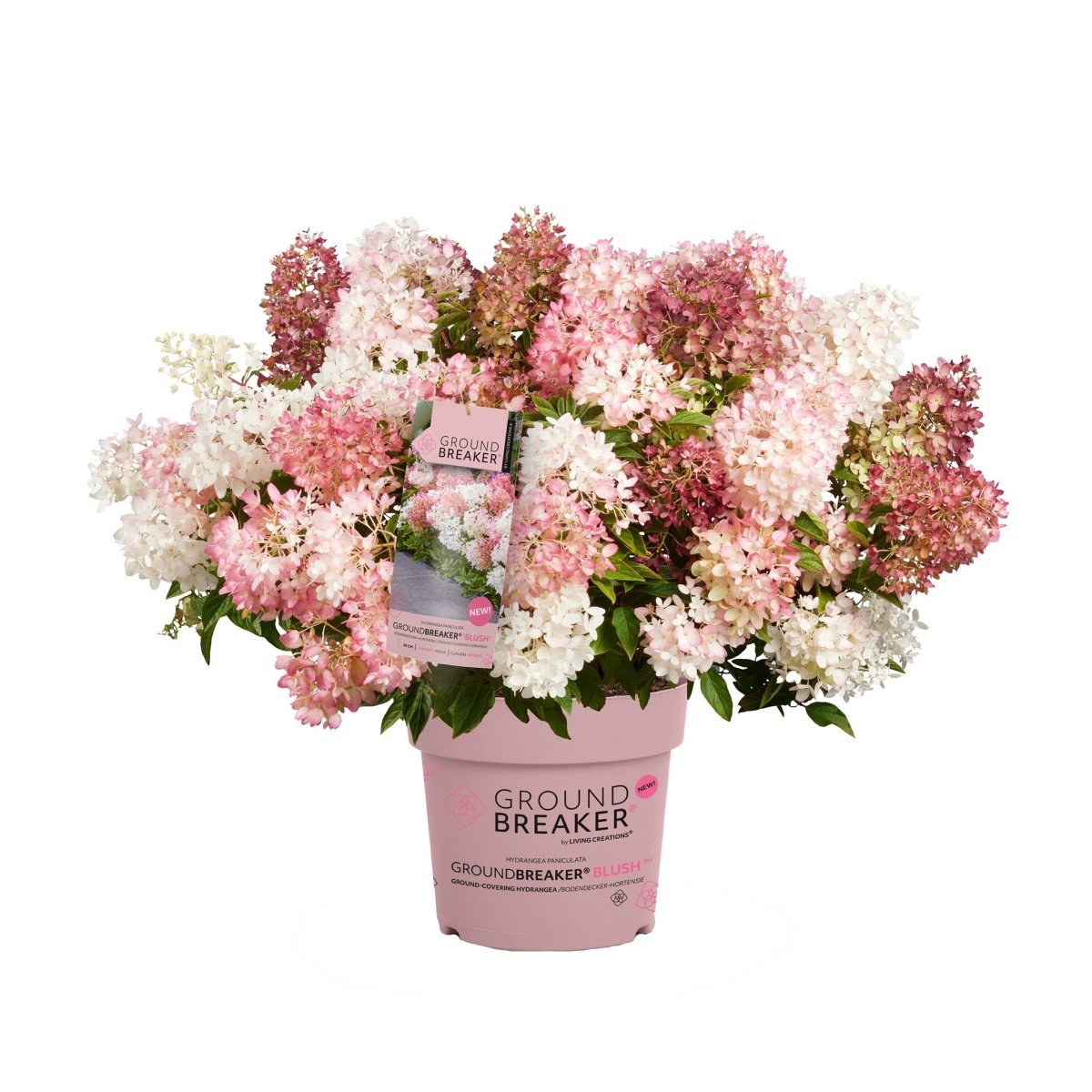 Hortenzie latnará Groundbreaker Blush květináč 1,5 litru