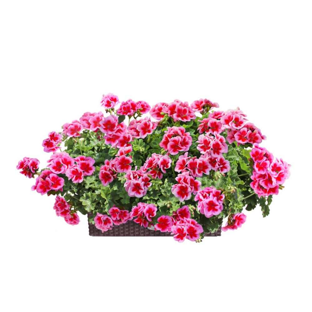 Nestárnoucí klasika 50cm