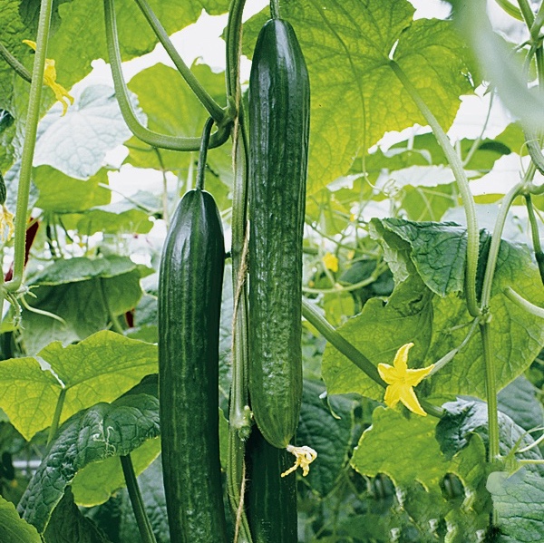 Okurka hadovka Dominica F1 roubovaná květináč 12cm