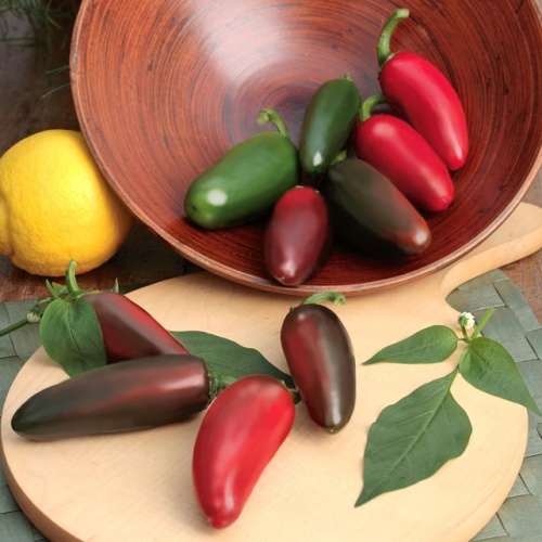 Jalapeno Samira Shiny 10,5cm