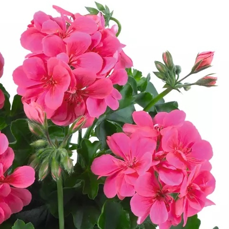 Pelargonie převislá  4ks 11cm