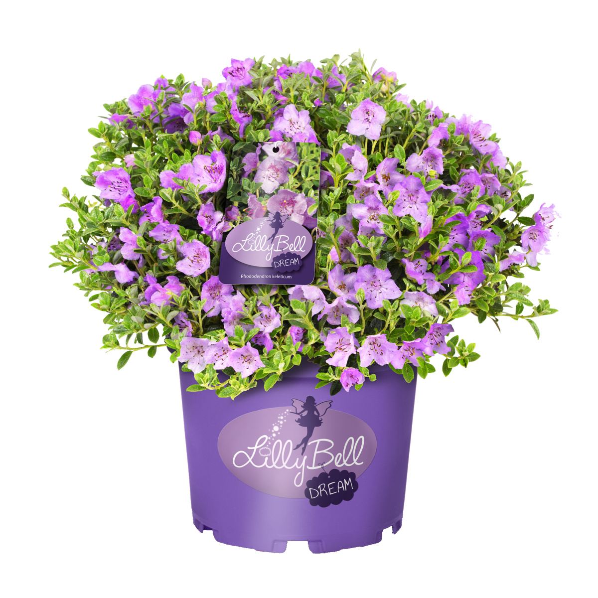 Pěnišník keletskýLilly Bell Dream 3l