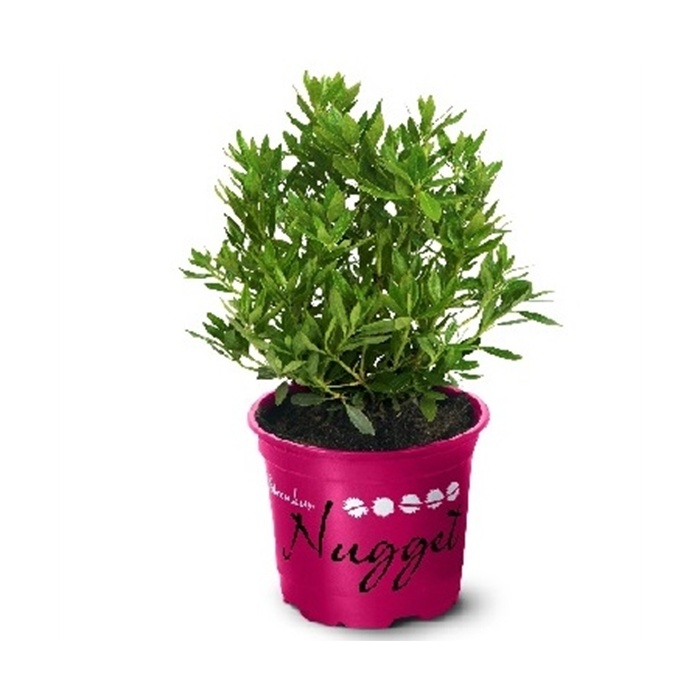 Pěnišník Nugget by Bloombux Magenta® květináč 11cm