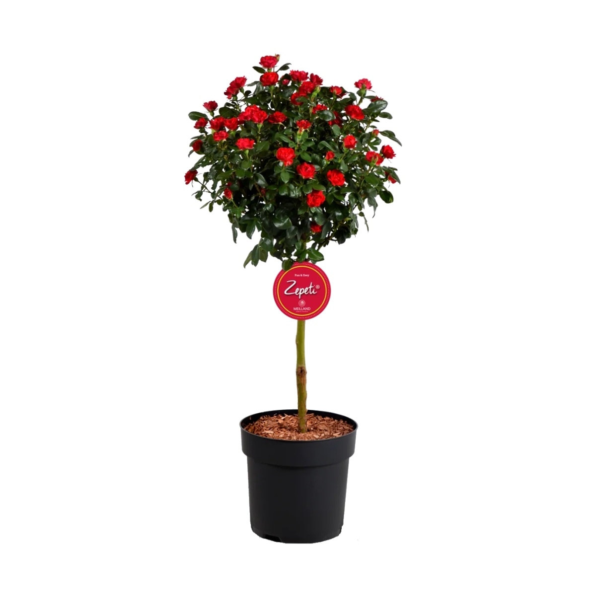Růže Zepeti kmínek 40cm, květináč 6l
