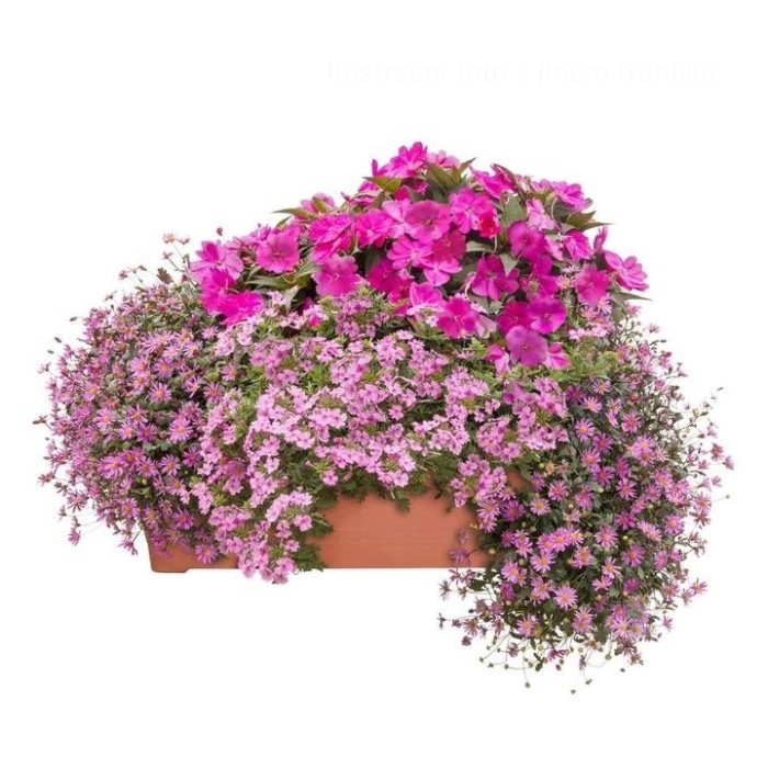 Růžový panter terakota 50cm