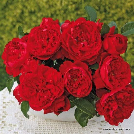 Levně Růže Kordes 'Florentina' květináč 5 litrů