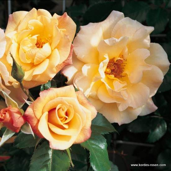 Levně Růže Kordes 'Moonlight' květináč 5 litrů