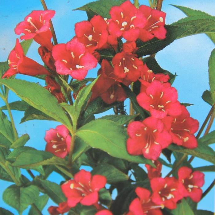 Levně Vajgélie 'All Summer Red'® květináč 2,5 litru, výška 20/30cm, keř