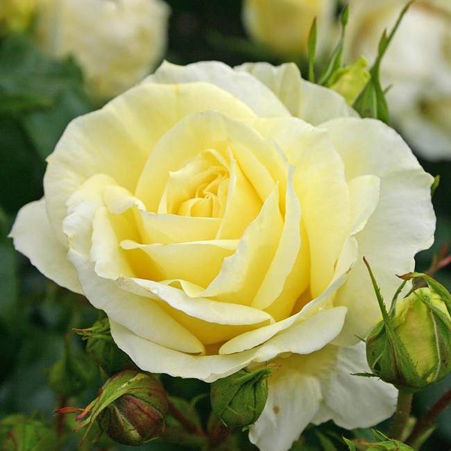 Levně Růže Kordes 'Limona' květináč 5 litrů