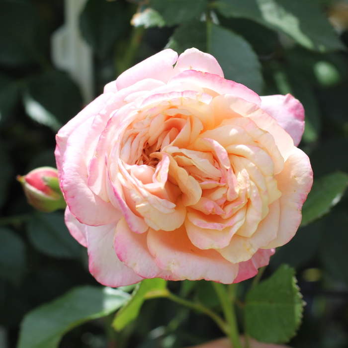 Levně Růže Kordes 'Peach Melba' květináč 5 litrů