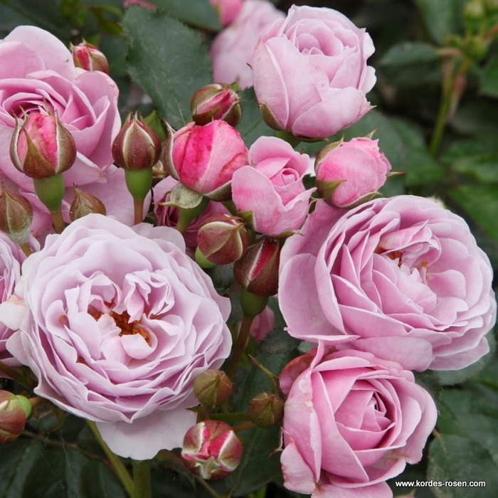 Levně Růže Kordes 'Nautica' květináč 5 litrů