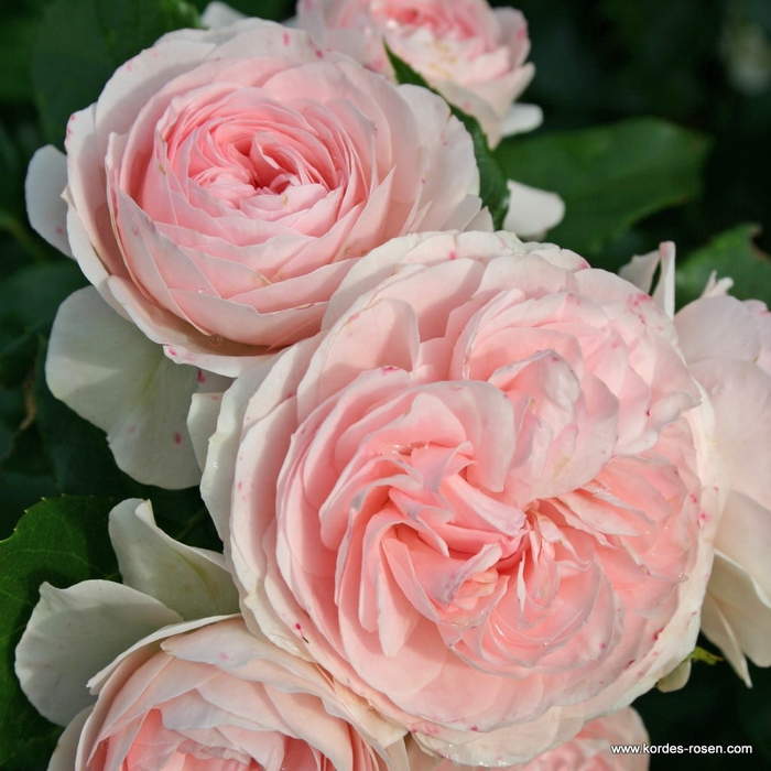Levně Růže Kordes 'Larissa' květináč 5 litrů
