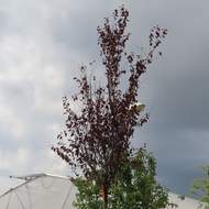 Slivoň myrobalán 'Nigra' květináč 25 litrů, obvod kmene 14/16cm, strom