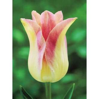 Tulipán 'Elegant Lady' 10ks