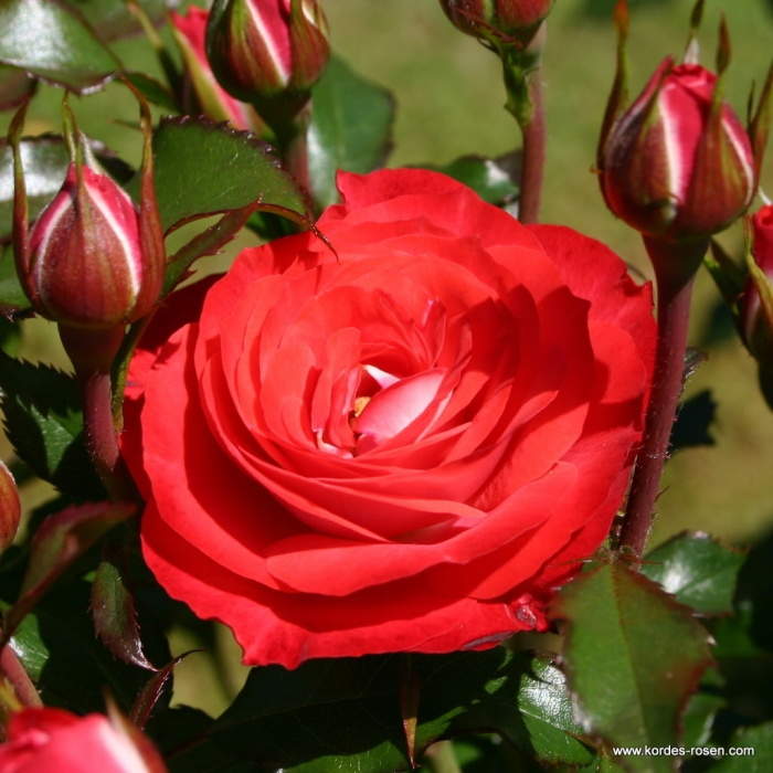Levně Růže Kordes 'Planten und Blomen' 2 litry