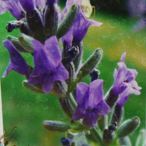 Levně Levandule prostřední 'Grosso' květináč 12cm