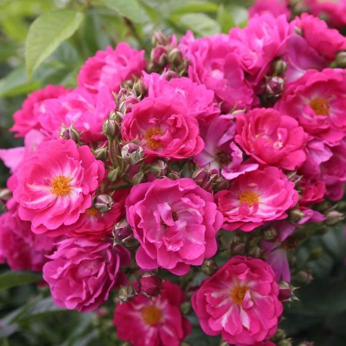 Levně Růže Kordes 'Perfumy Siluetta' 2 litry