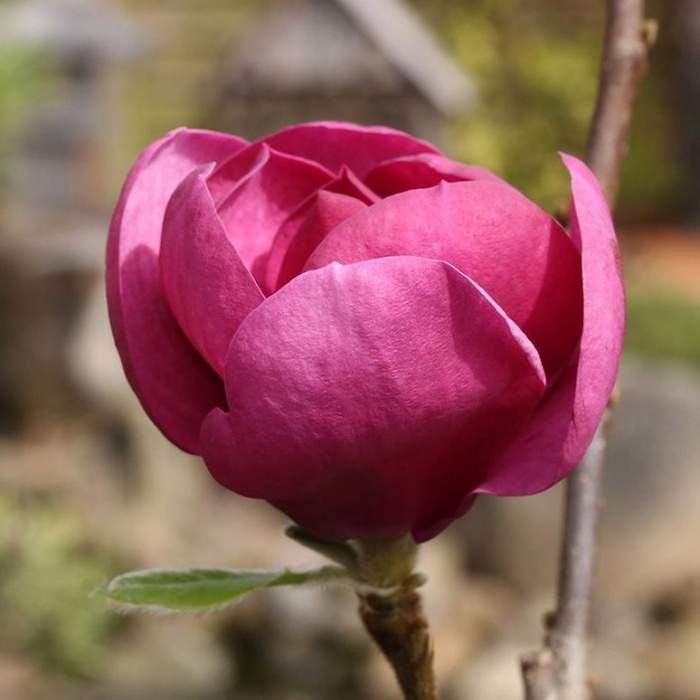 Levně Šácholan 'Black Tulip' květináč 10 litrů