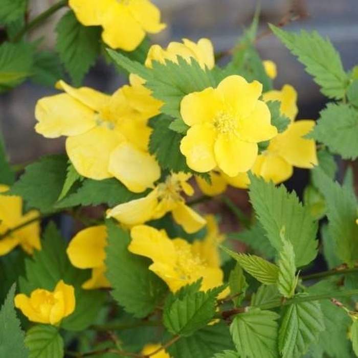 Levně Zákula japonská 'Golden Guinea' květináč 5 litrů