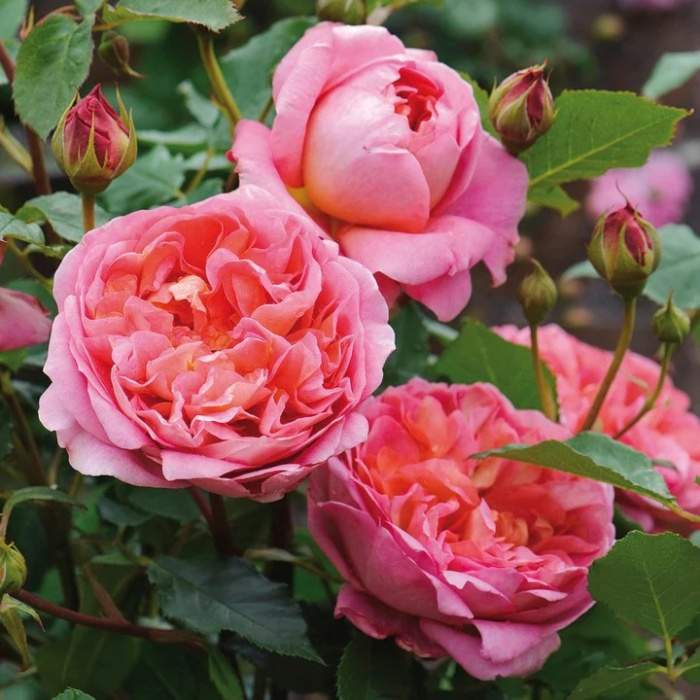 Levně Růže D. Austiin 'Boscobel' květináč 6 litrů