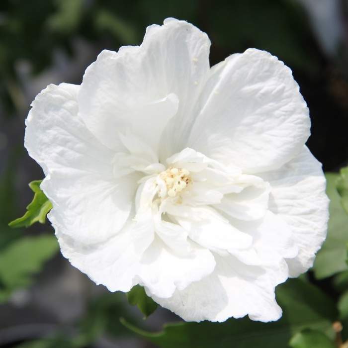 Levně Ibišek syrský 'White Chiffon' květináč 10 litrů