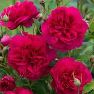 Růže D.Austin 'Thomas a Becket' květináč 5 litrů