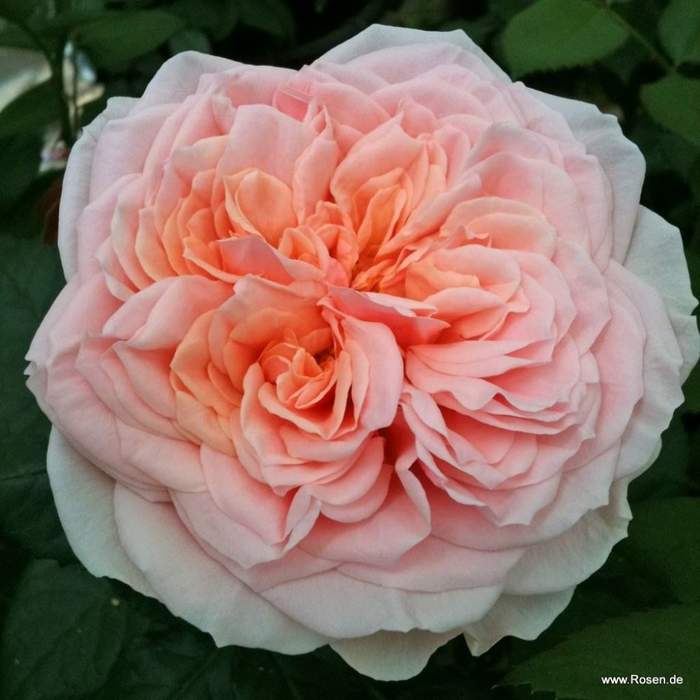 Levně Růže Kordes 'Amorosa' květináč 5 litrů