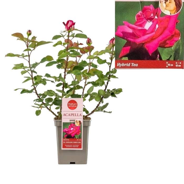 Levně Růže 'Acapella' květináč 5 litrů