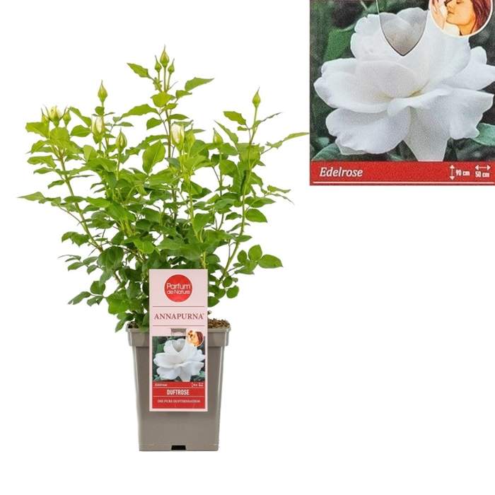 E-shop Růže 'Annapurna' květináč 5 litrů
