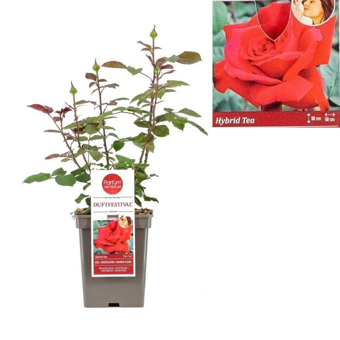 Levně Růže 'Duftfestival' květináč 5 litrů