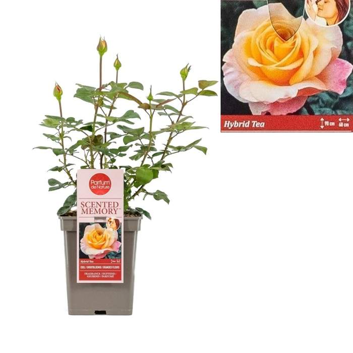 Levně Růže 'Scented Memory' květináč 5 litrů