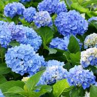 Hortenzie velkolistá 'Blue' květináč 18 litrů