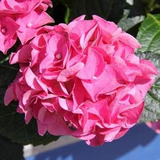 Hortenzie velkolistá 'Pink' květináč 18 litrů
