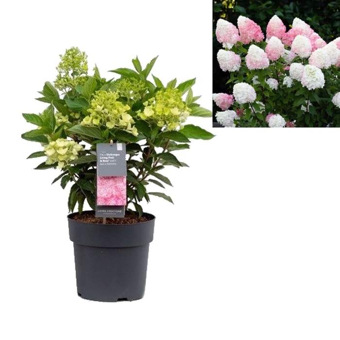 Levně Hortenzie latnatá 'Living Creations Pink Rose' květináč 4,6 litru