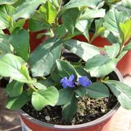 Rohoblizeň olověncovitá 'Gentian Blue' květináč 12cm