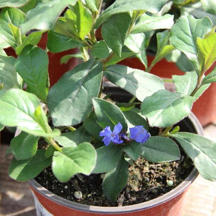 Levně Rohoblizeň olověncovitá 'Gentian Blue' květináč 12cm